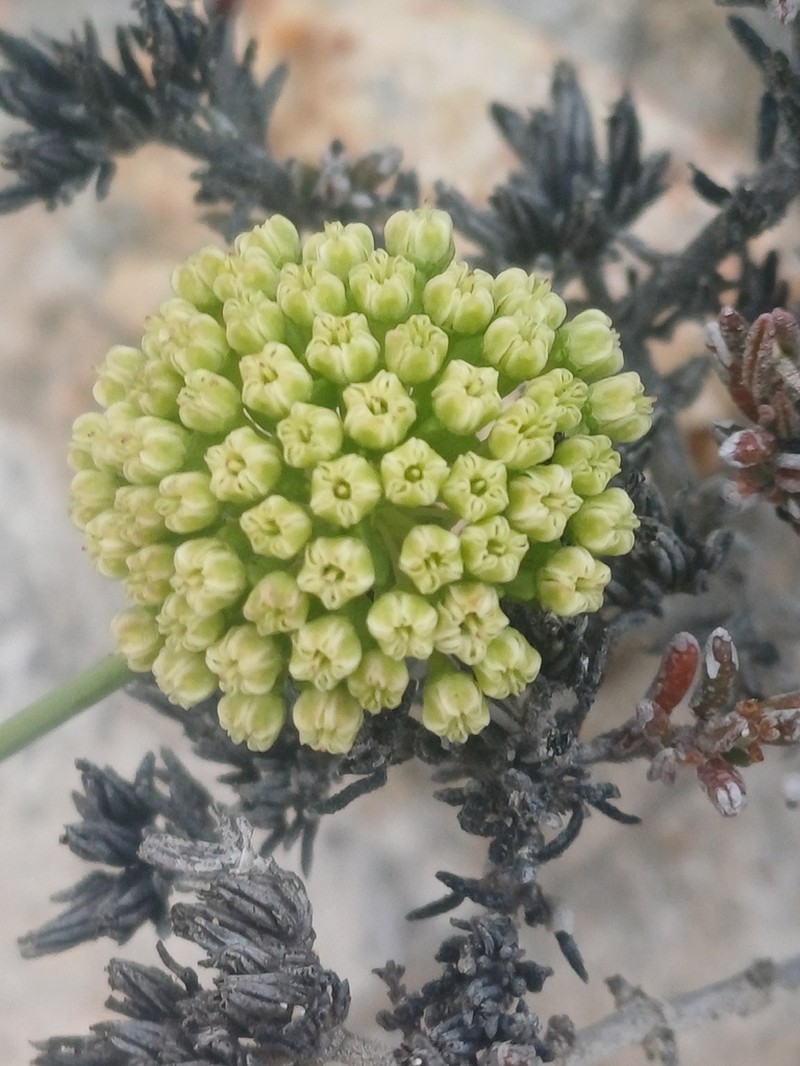 Asteriscium vidalii photo 7