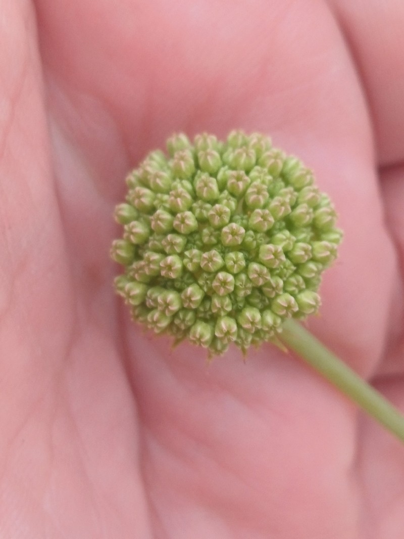 Asteriscium vidalii photo 8