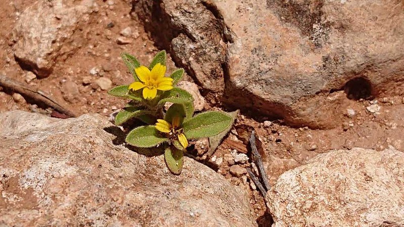 Asteriscus aquaticus photo 4