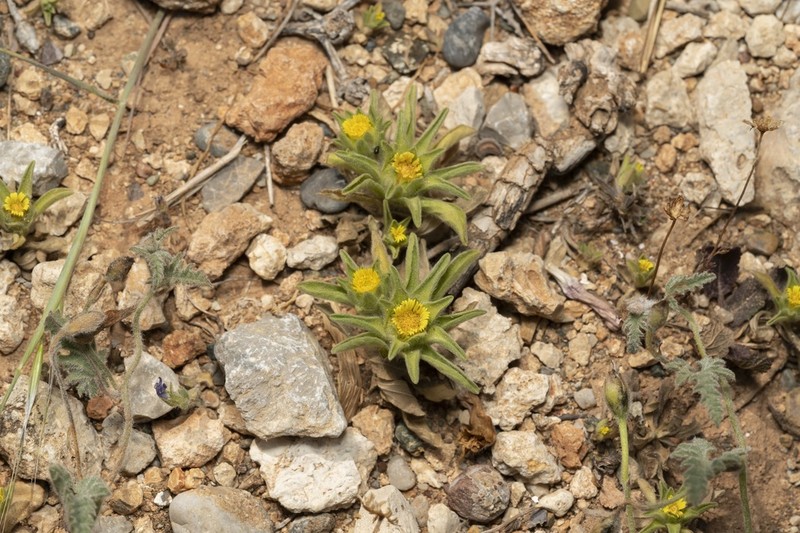 Asteriscus aquaticus photo 5