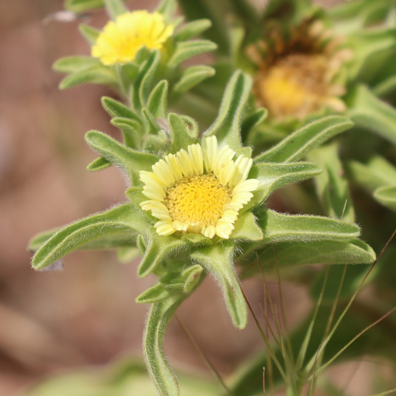 Asteriscus aquaticus photo 7