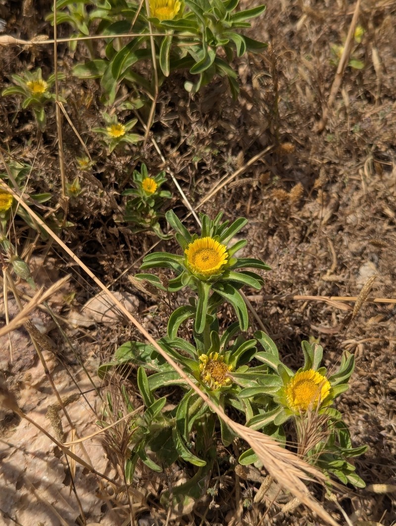 Asteriscus aquaticus photo 8