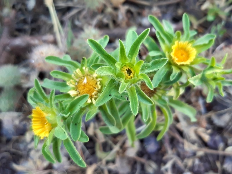 Asteriscus aquaticus photo 2
