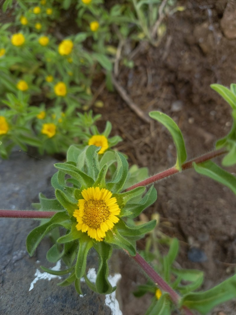 Asteriscus aquaticus photo 3