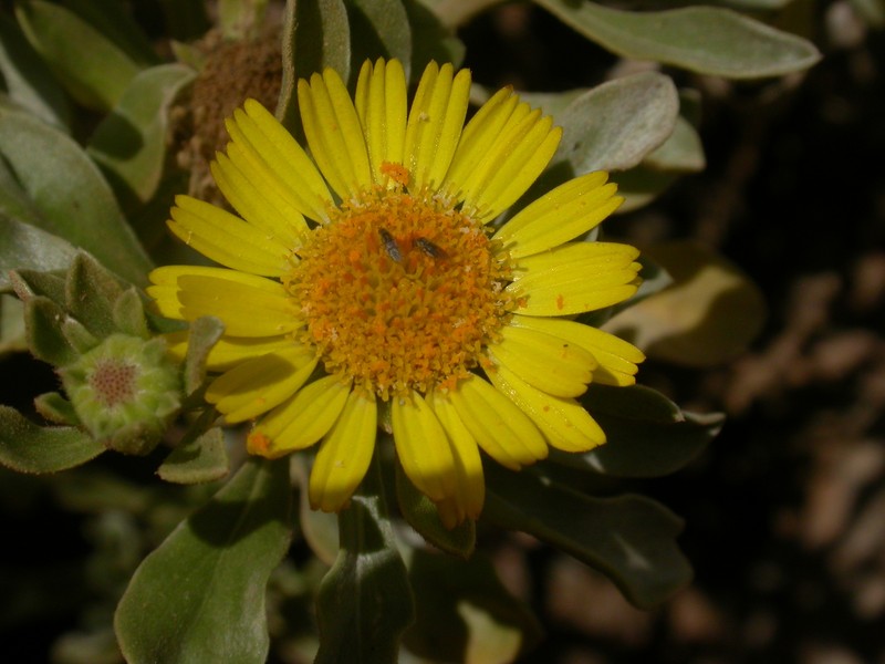 Asteriscus daltonii