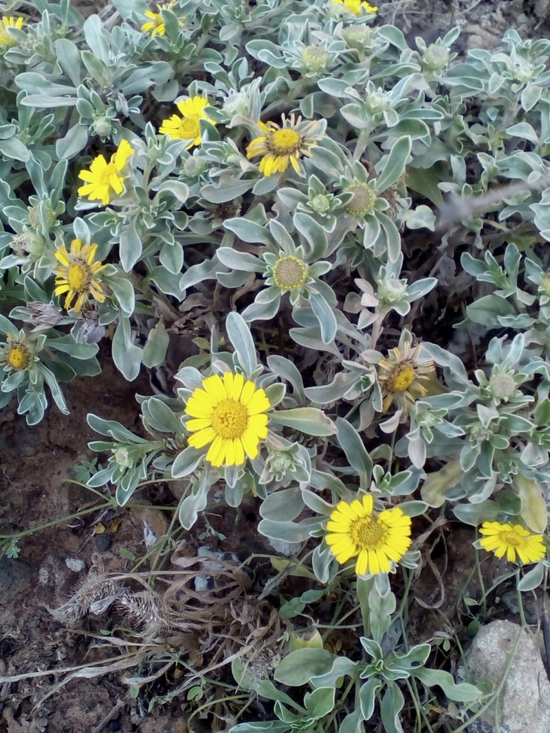 Asteriscus daltonii photo 2