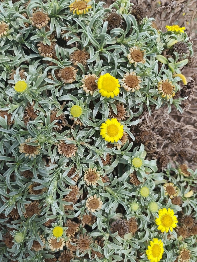 Asteriscus daltonii photo 3