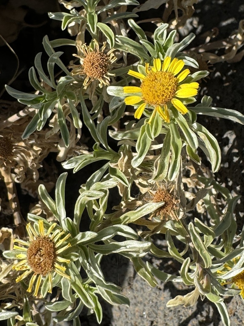Asteriscus daltonii photo 4