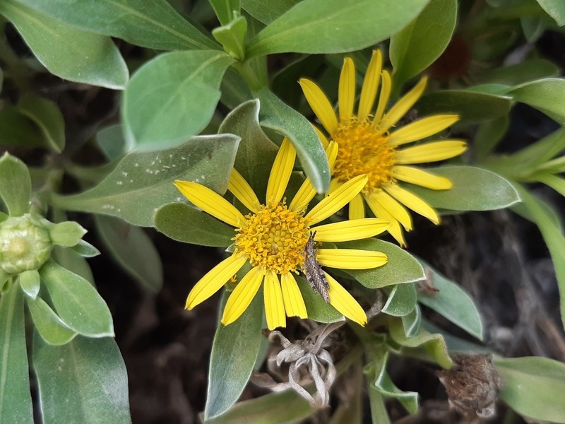 Asteriscus daltonii photo 5