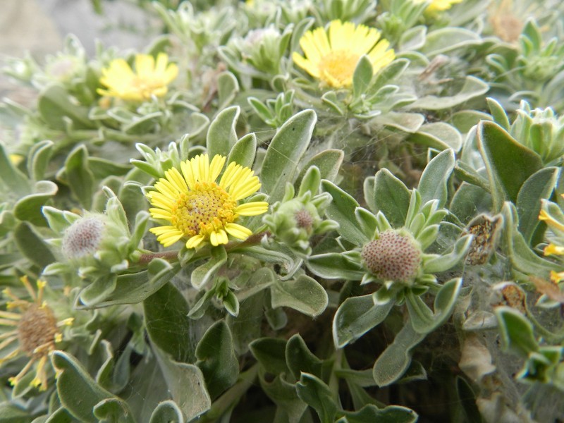 Asteriscus daltonii photo 6