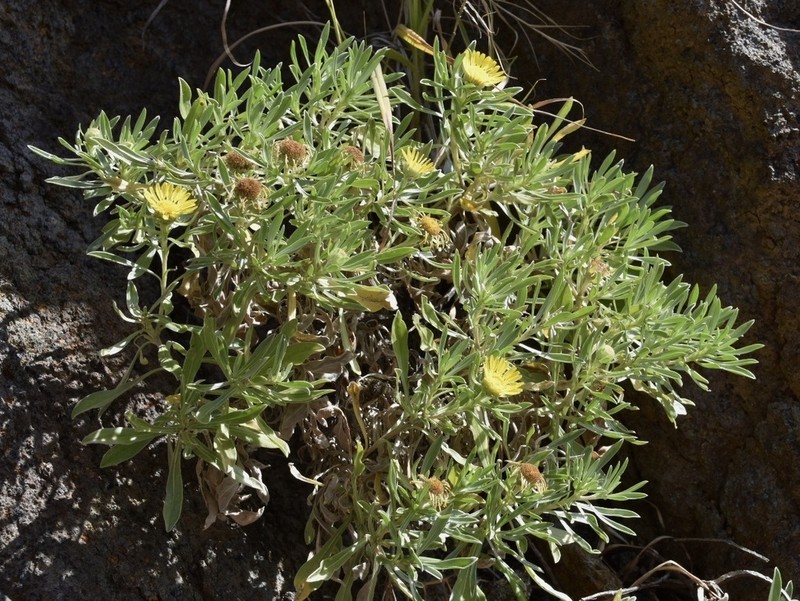 Asteriscus daltonii photo 7