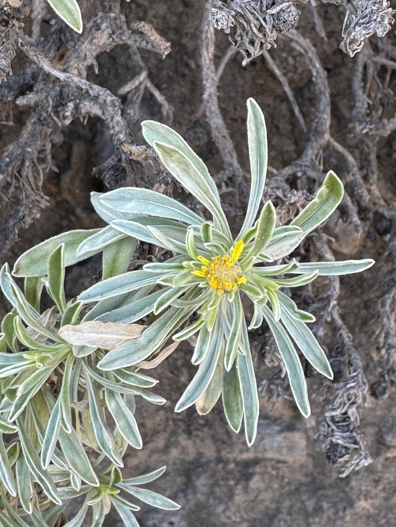 Asteriscus daltonii subsp. vogelii photo 2