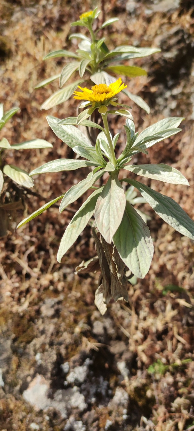 Asteriscus daltonii subsp. vogelii photo 4