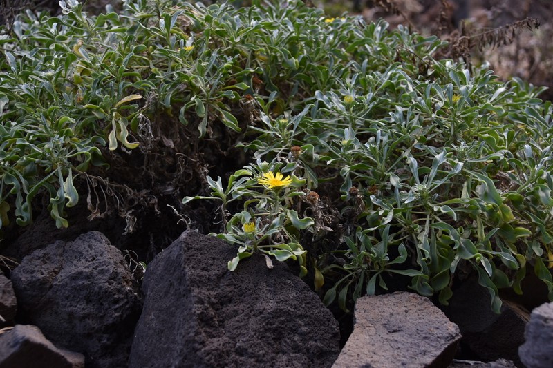 Asteriscus daltonii subsp. vogelii photo 5