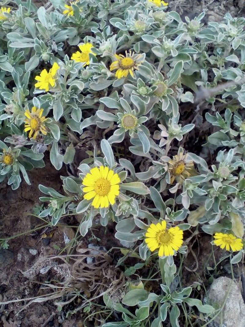 Asteriscus daltonii subsp. vogelii photo 6