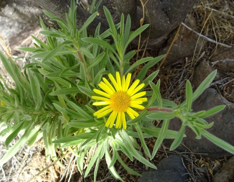 Asteriscus graveolens