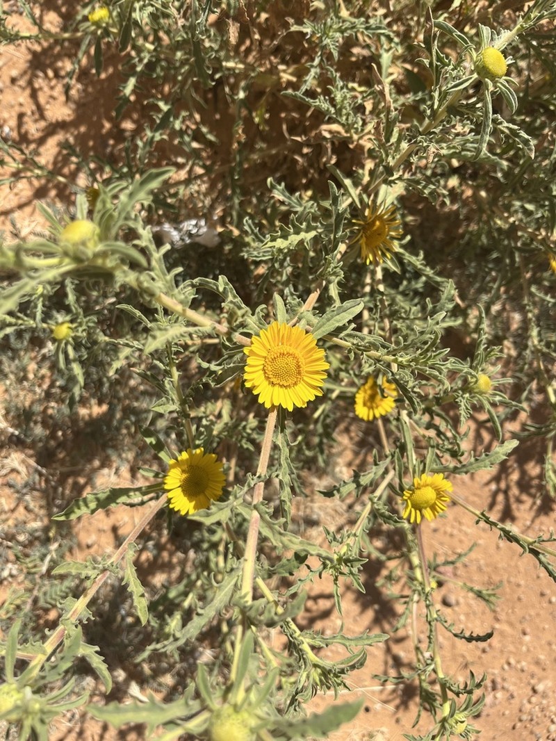 Asteriscus graveolens photo 2