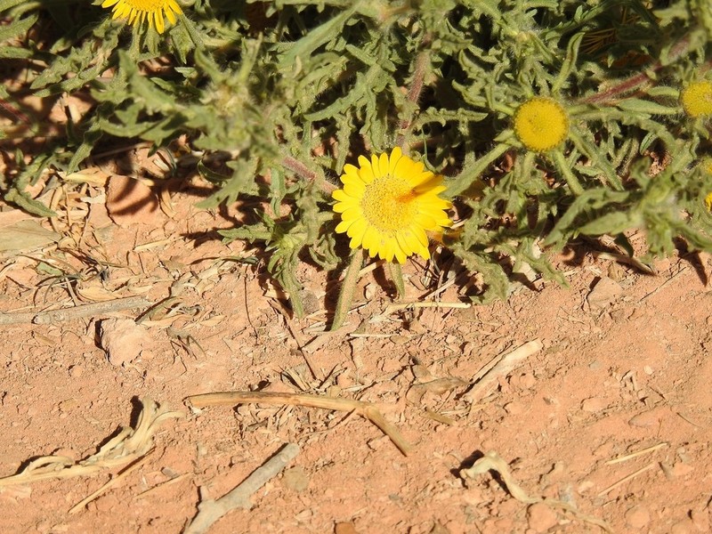 Asteriscus graveolens photo 3