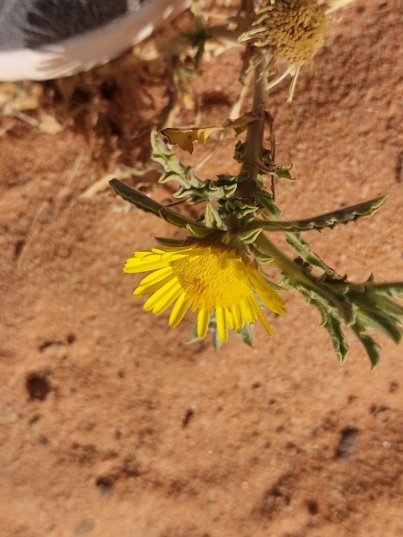 Asteriscus graveolens photo 4