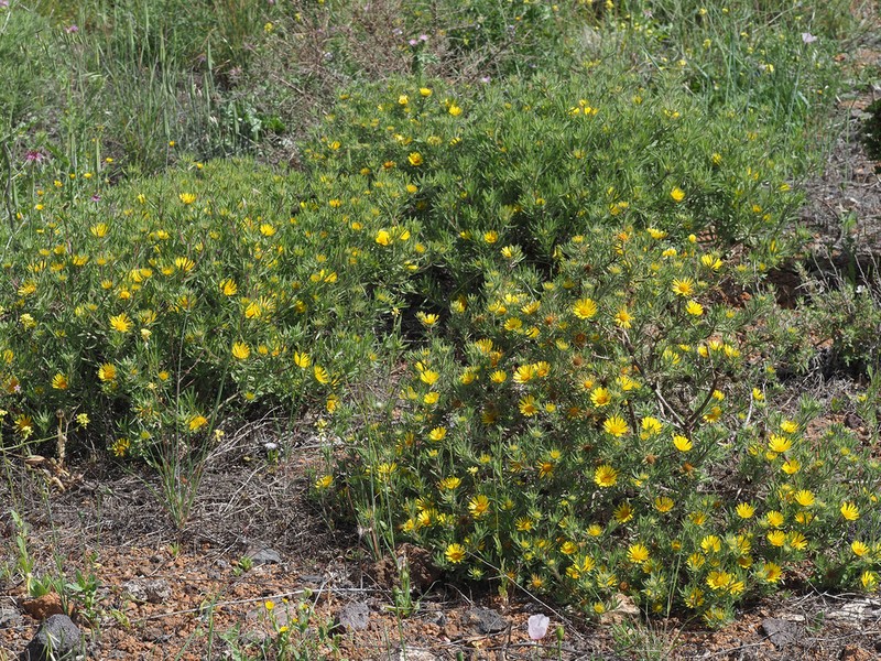 Asteriscus graveolens photo 5