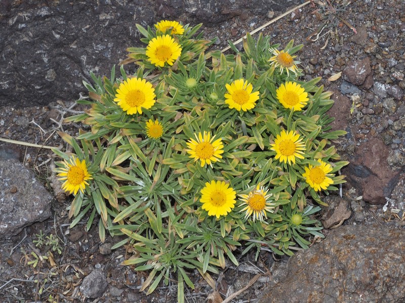 Asteriscus graveolens photo 6