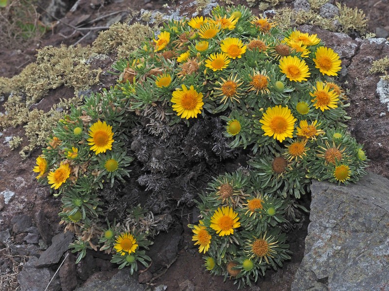 Asteriscus graveolens photo 7
