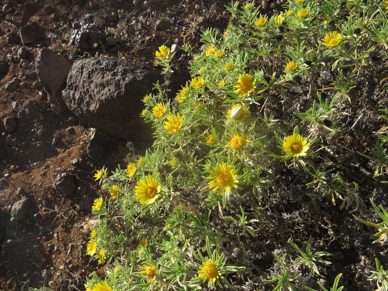 Asteriscus graveolens photo 8