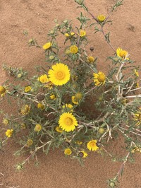 Asteriscus graveolens
