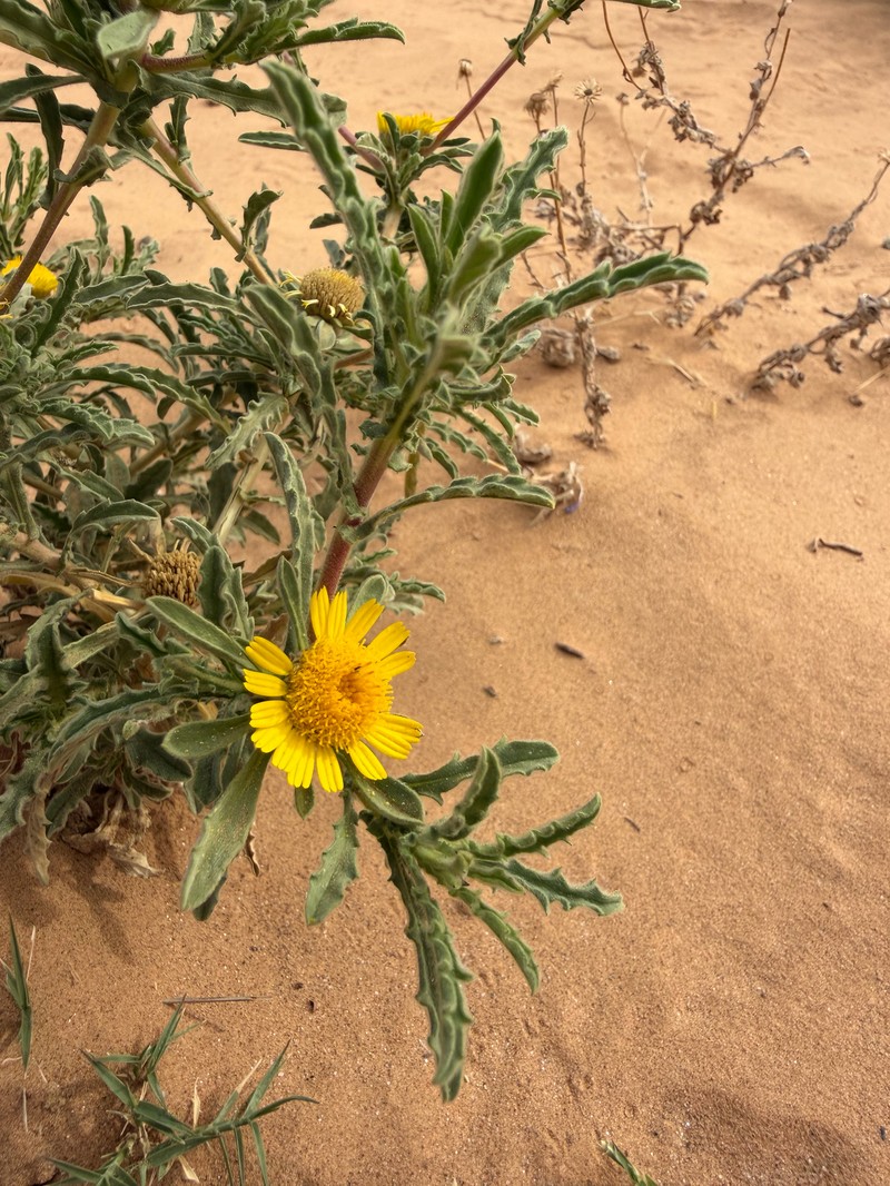 Asteriscus graveolens subsp. graveolens