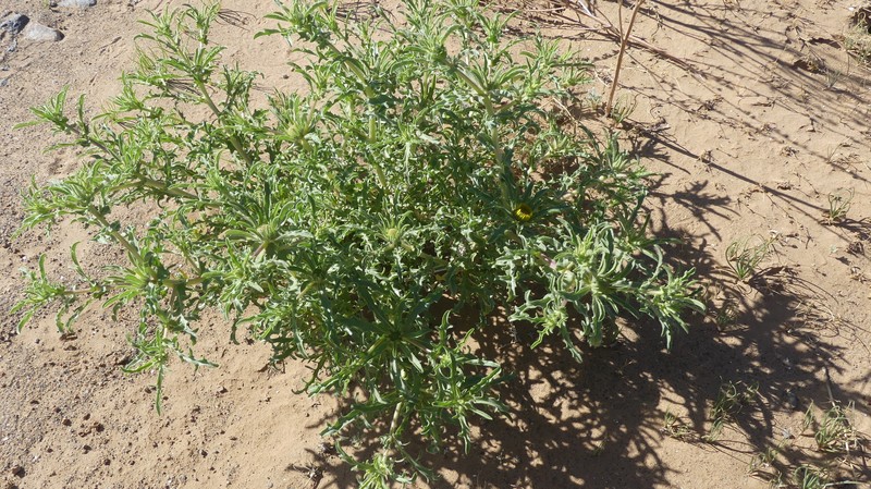 Asteriscus graveolens subsp. graveolens photo 2