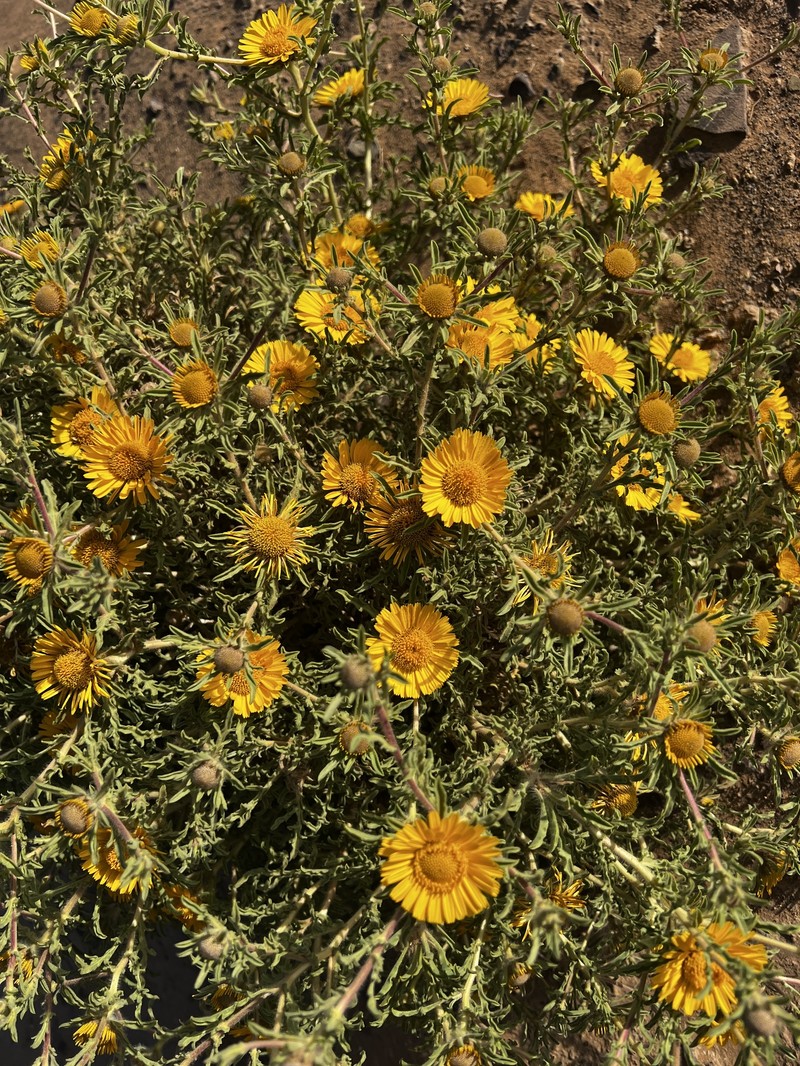 Asteriscus graveolens subsp. graveolens photo 3