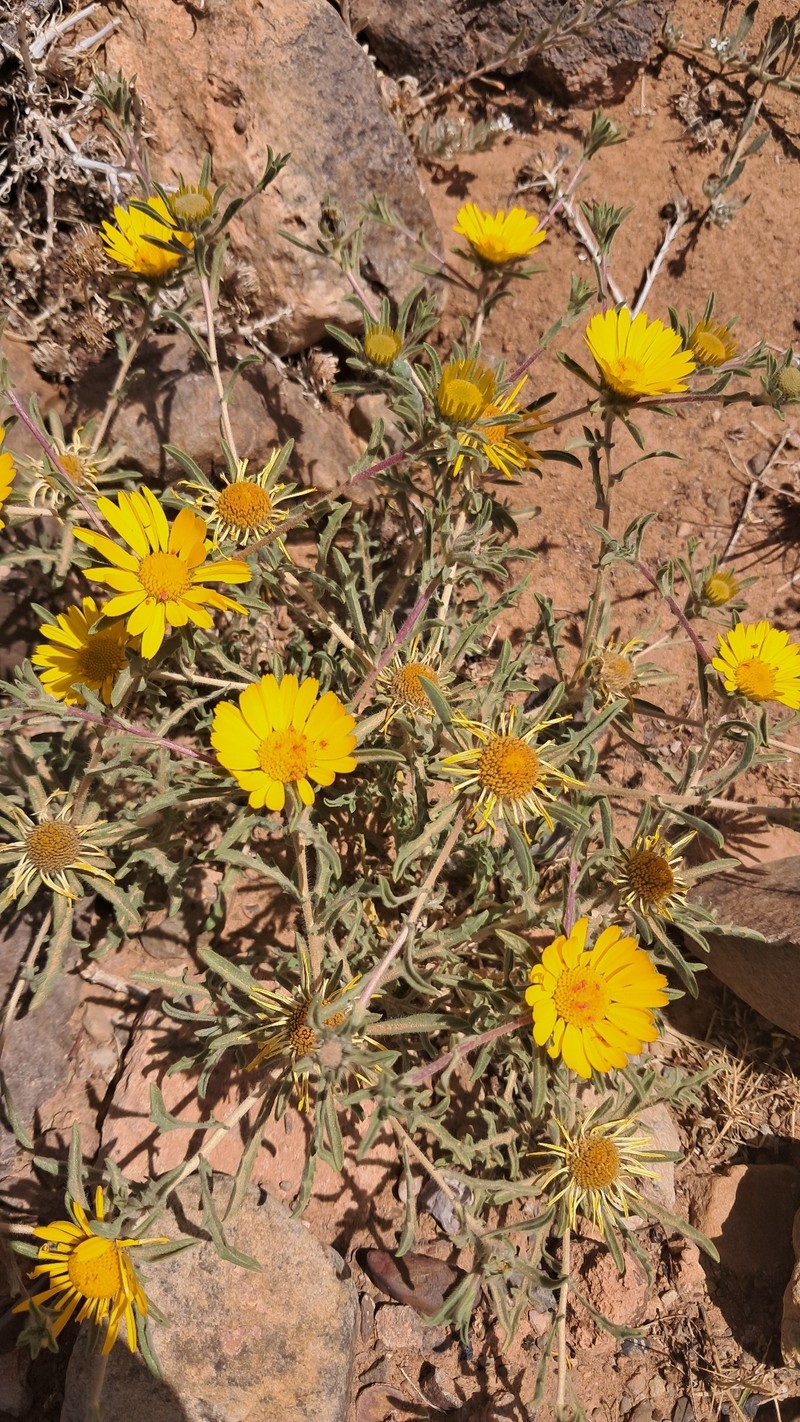 Asteriscus graveolens subsp. graveolens photo 4