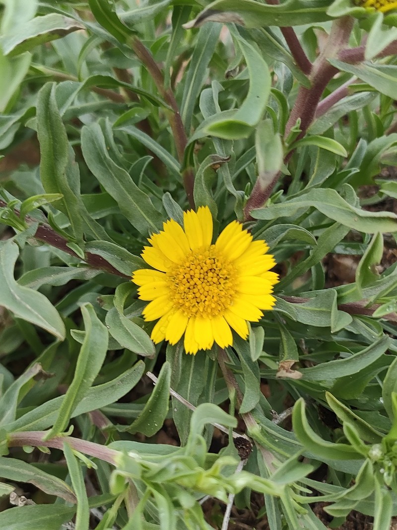 Asteriscus graveolens subsp. odorus