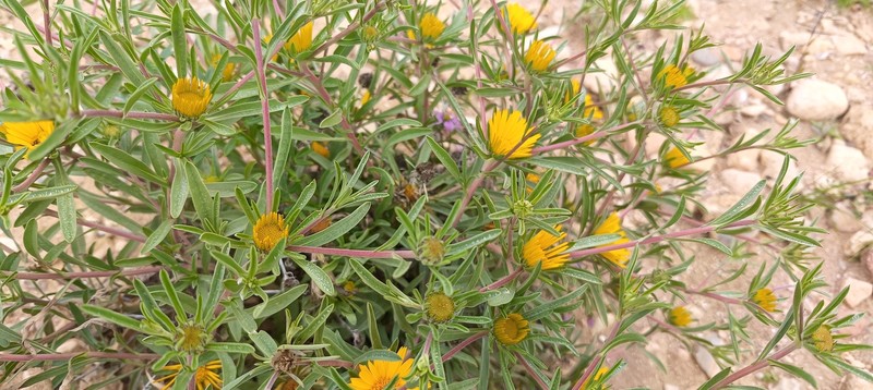Asteriscus graveolens subsp. odorus photo 2