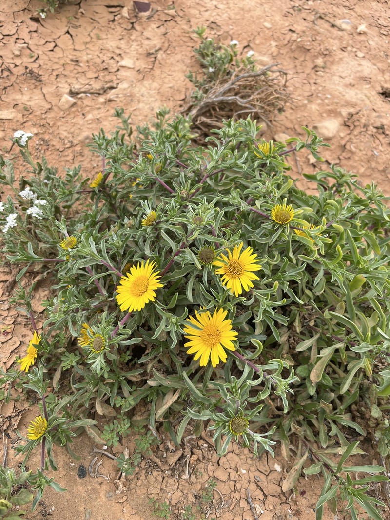 Asteriscus graveolens subsp. odorus photo 3