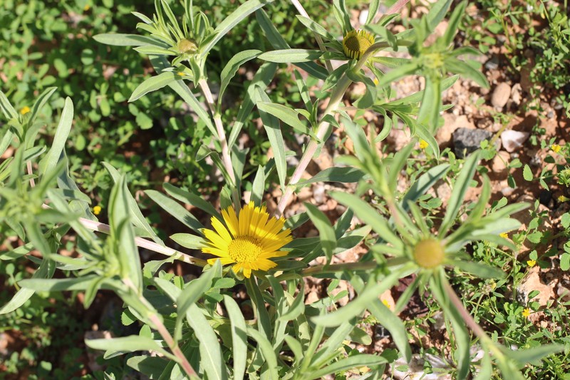 Asteriscus graveolens subsp. odorus photo 4
