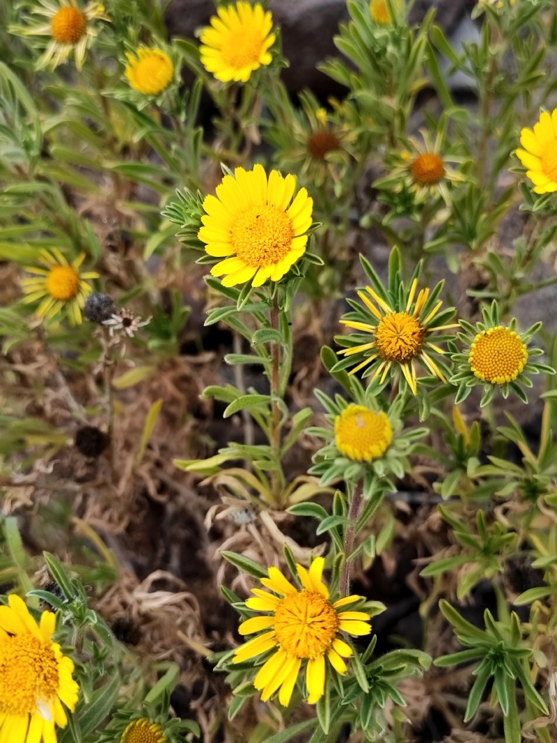Asteriscus graveolens subsp. stenophyllus