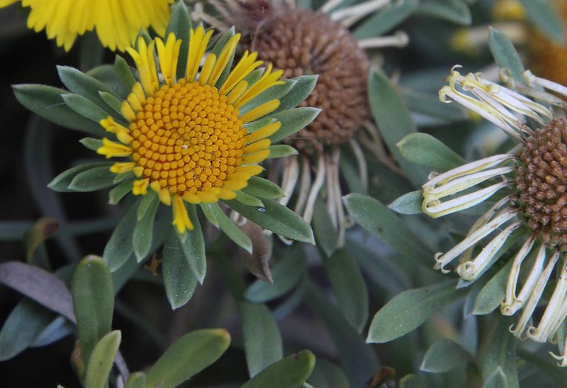 Asteriscus graveolens subsp. stenophyllus photo 2