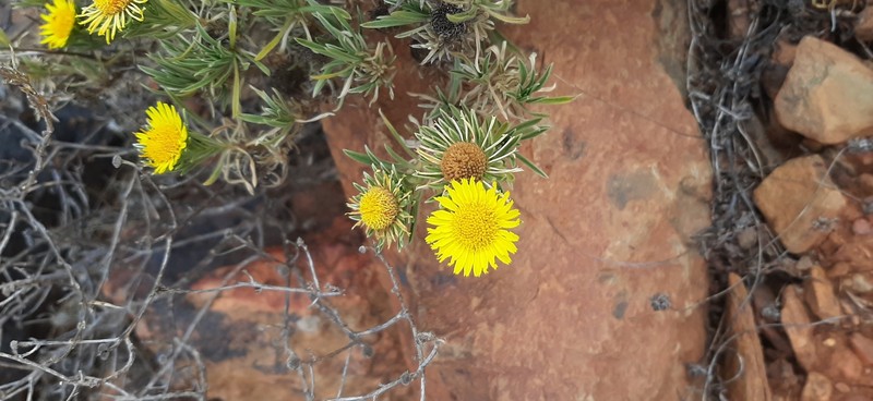 Asteriscus graveolens subsp. stenophyllus photo 3