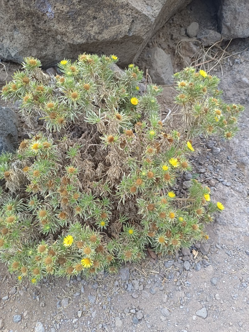 Asteriscus graveolens subsp. stenophyllus photo 4