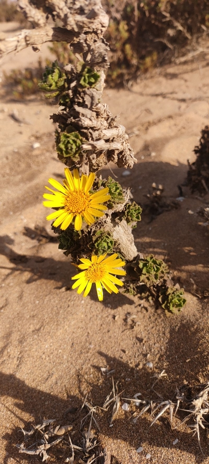 Asteriscus imbricatus photo 3