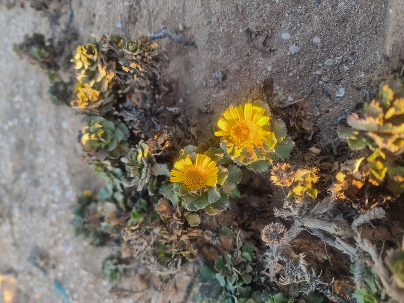 Asteriscus imbricatus photo 4