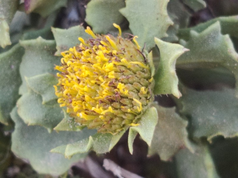 Asteriscus imbricatus photo 7