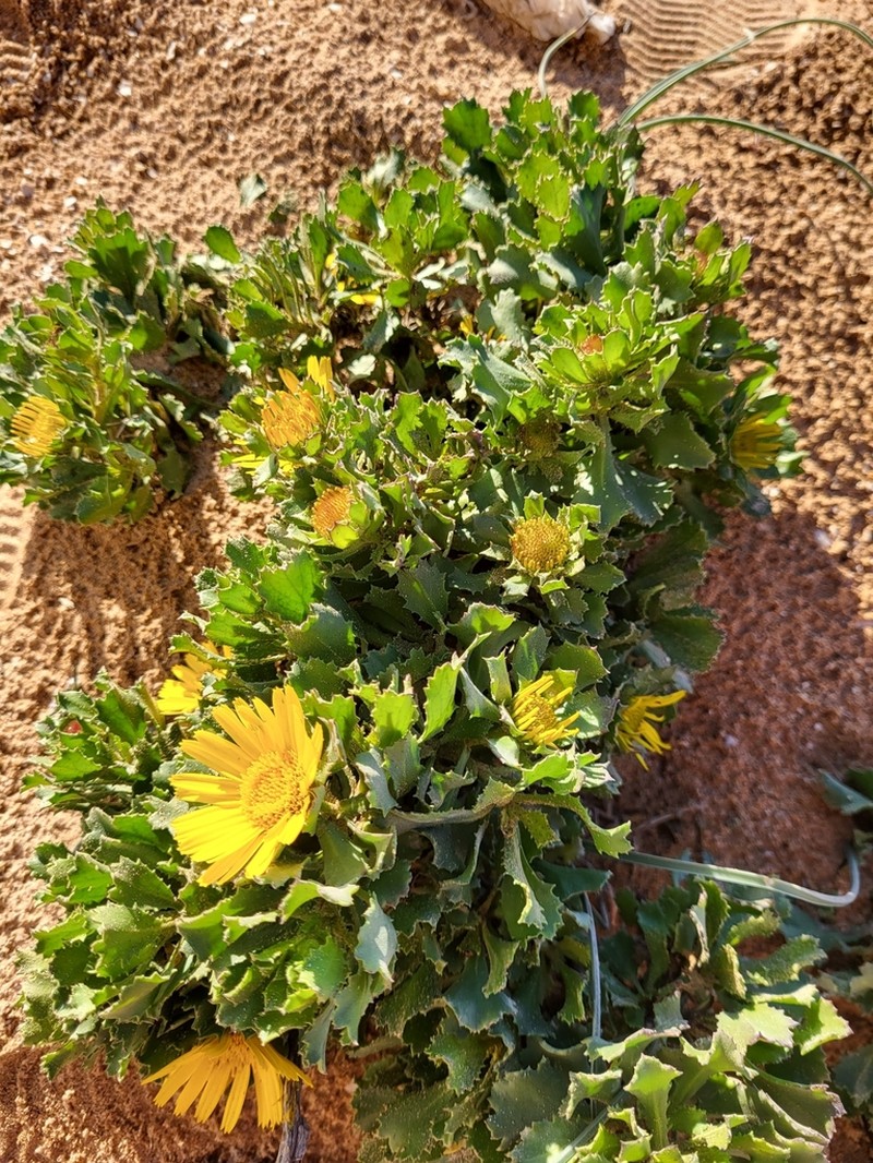 Asteriscus imbricatus