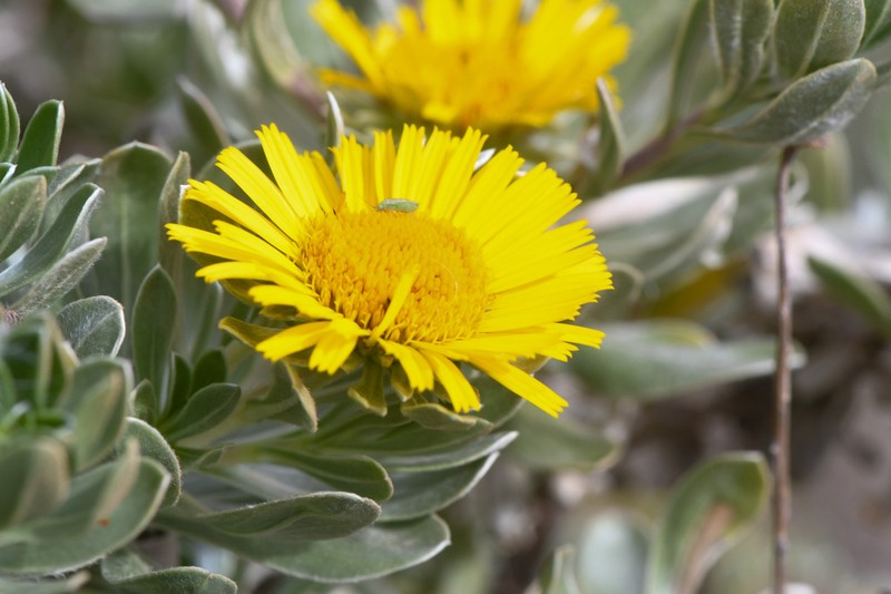 Asteriscus intermedius photo 4