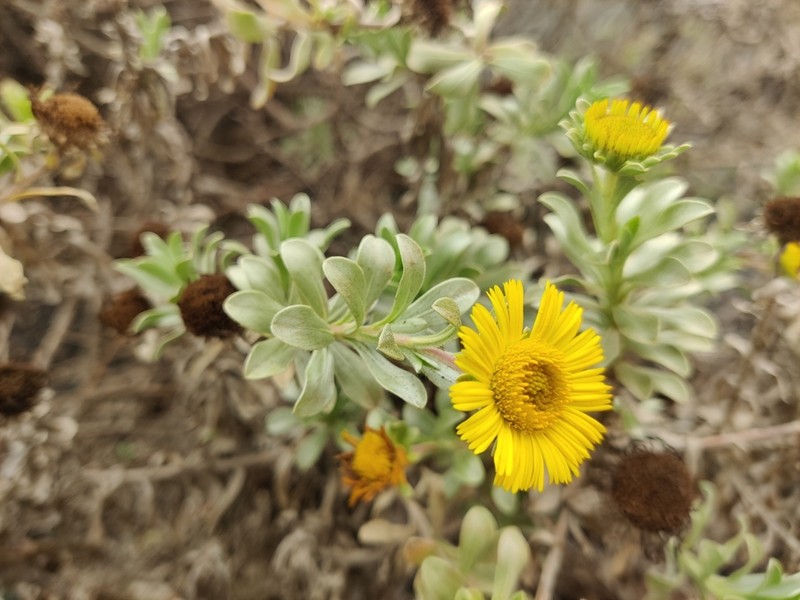 Asteriscus intermedius photo 6