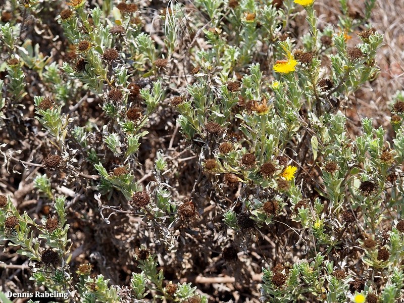 Asteriscus intermedius photo 7
