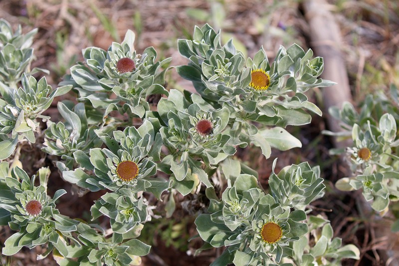 Asteriscus intermedius