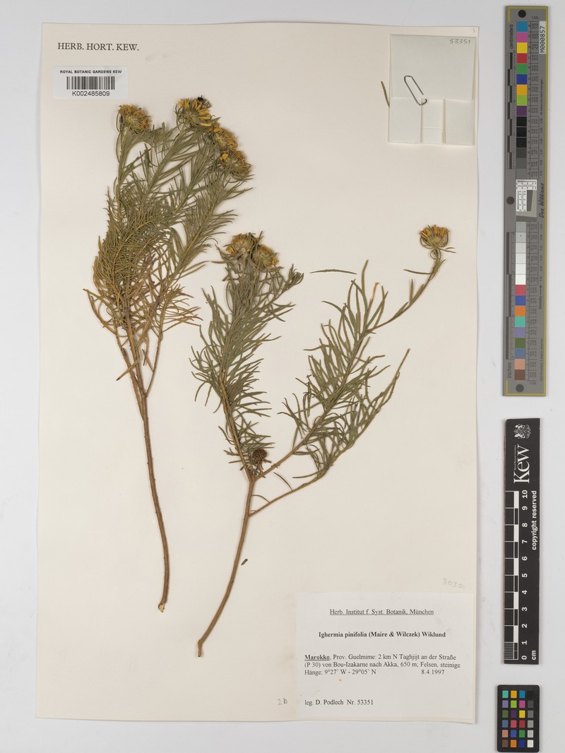 Asteriscus pinifolius photo 2