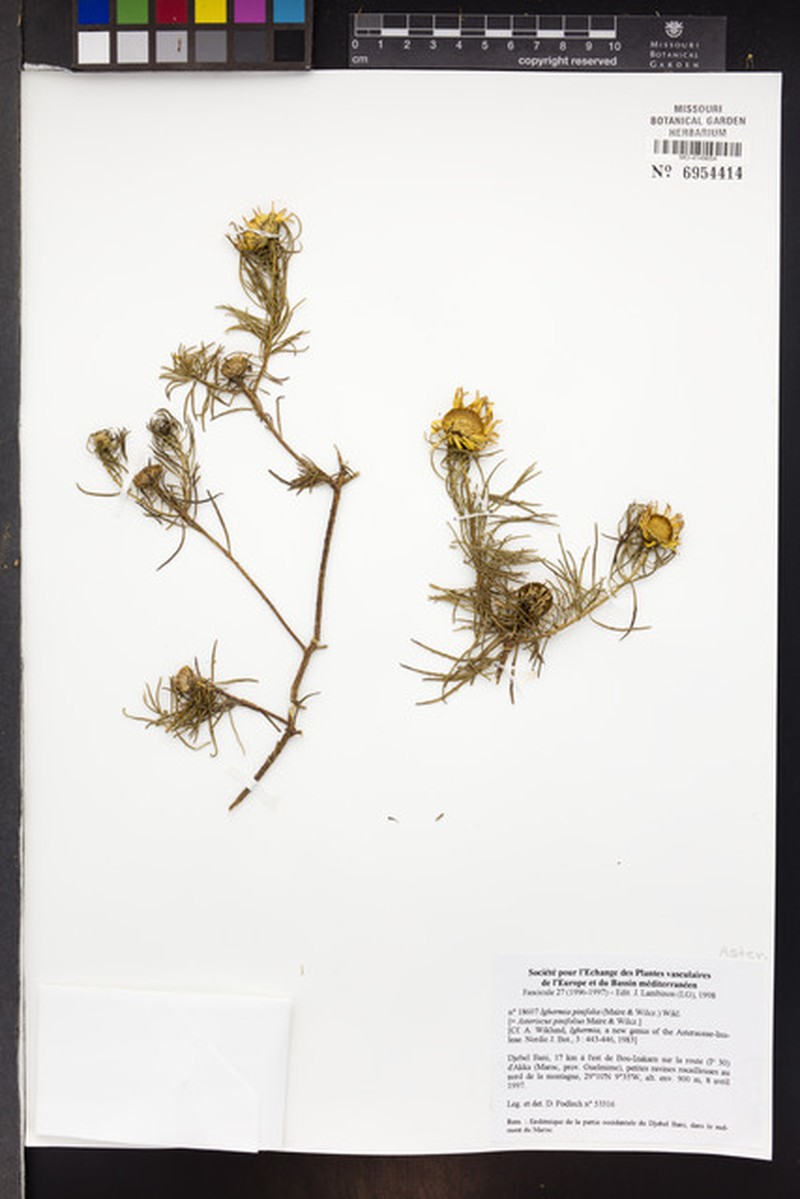 Asteriscus pinifolius photo 3